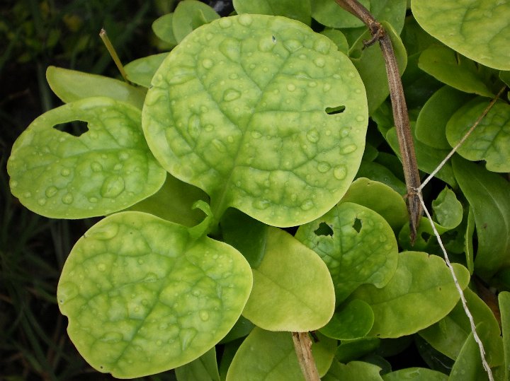 Ceylon spinach.JPG - Ceylon spinach